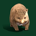 Cute Round Wombat With Thick Brown Fur Standing On Green Background