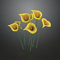 Stunning Yellow Calla Lilies Cluster with Green Stems on Dark Backdrop