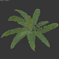 Green Shrub Plant With Feathery Green Leaves For Garden Landscaping And Outdoor Design