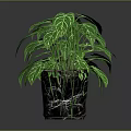 Three Potted Green Plants With Different Colored Pots On Shiny Reflective Surface