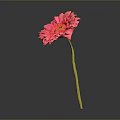 Pink Gerbera Flower With Yellow Center And Stem On Gray Gradient Background
