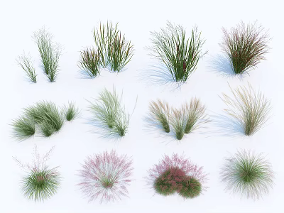 Diverse Ornamental Grasses with Various Shapes Colors and Textures for Garden Landscaping 3d model