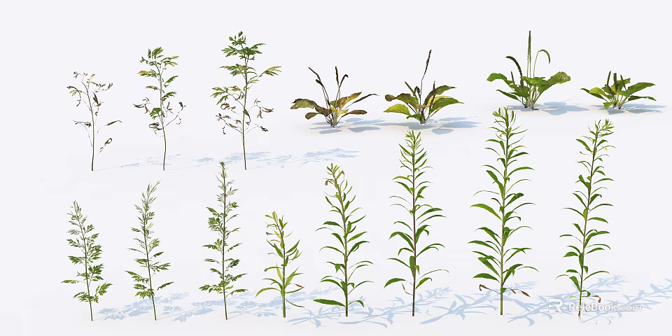 Various Green Plants With Different Leaf Shapes And Heights On White Background For Design Elements 3d model