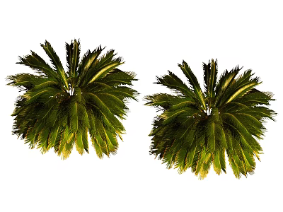 Twin Healthy Tropical Arbor Featuring Lush Green Feathery Fronds And Vibrant Foliage 3d model