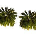 Twin Healthy Tropical Arbor Featuring Lush Green Feathery Fronds And Vibrant Foliage