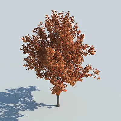 Tall Tree With Orange Red Autumn Leaves Against Light Blue Sky And Shadow 3d model