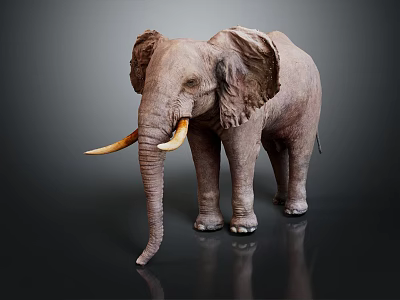 Gray Elephant with Large Ears Long Trunk and White Tusks Standing on Dark Background 3d model