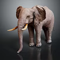 Gray Elephant with Large Ears Long Trunk and White Tusks Standing on Dark Background