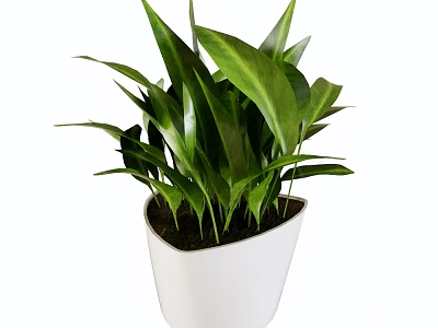 Lush Green Leafy Potted Plant In White Modern Pot For Indoor Decoration With Healthy Foliage 3d model