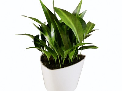 Modern Potted Plant Decorative Plant Potted Plant model