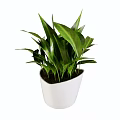 Lush Green Leafy Potted Plant In White Modern Pot For Indoor Decoration With Healthy Foliage