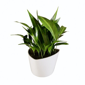 Modern Potted Plant Decorative Plant Potted Plant 3d model