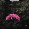 Garden Landscape With Pink Flowering Tree In Cave Setting Overhead Light Rays And Rocky Water