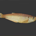 Orange Yellow Fish With Shiny Scales And Prominent Eye Isolated On Gray Background