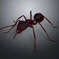 Realistic Red Ant 3D Model Rendering on Black Background with Detailed Legs