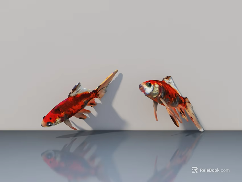 Two Red And Gold Goldfish Swimming With Reflections On Smooth Surface 3d model 