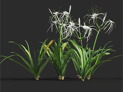 Stunning White Ornamental Flowers With Delicate Slender Petals And Fresh Green Leaves 3d model