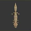 Lizard Anime Lizard Chameleon Cartoon Lizard Reptile Cold Blooded Animal Reptile Class 3d model