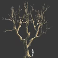Tall Leafless Tree With Thick Trunk And Many Branches Near Small White Figure