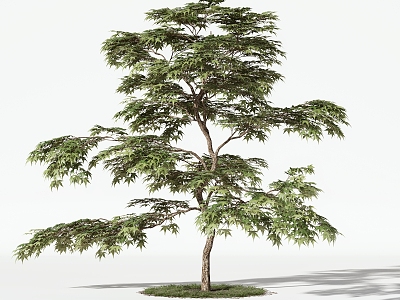 Trees Arbor model