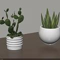 Two Potted Cactus And Aloe Vera In White Pots On Brown Table