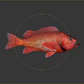 Red Fish with Red Fins and Black Eyes on Grey Background with Reflection