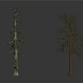 Two Leafless Dead Trees With Bare Trunks Standing On White Background