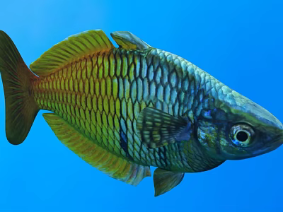 Colorful Aquatic Fish With Iridescent Scales Showcasing Vibrant Appearance Swimming In Blue Water 3d model