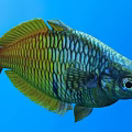 Colorful Aquatic Fish With Iridescent Scales Showcasing Vibrant Appearance Swimming In Blue Water