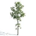 Different Form Arbor Trees With Green Foliage And Shadows On White Background 3d model