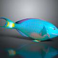 Tropical Fish With Blue Green Purple Scales Yellow Tail And Reflection On Dark Background