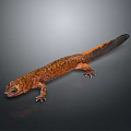 Orange and Black Spotted Lizard with Long Tail on Dark Background
