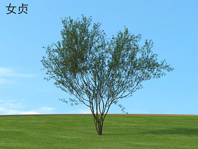 Green Leafy Shrub Growing on Lush Green Grass Under Clear Blue Sky 3d model