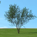 Green Leafy Shrub Growing on Lush Green Grass Under Clear Blue Sky