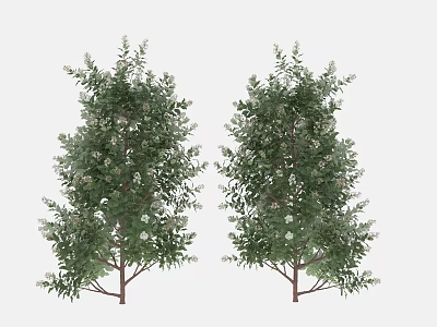 Two Lush Trees With Dense Green Leaves And Small White Flowers 3d model