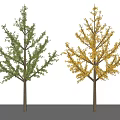 modern tree ginkgo tree arbor plant 3d model