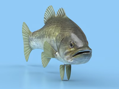 Largemouth Bass Aquatic Animal With Green Yellow Body And Distinct Fins On Blue Background 3d model