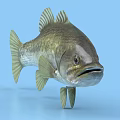 Largemouth Bass Aquatic Animal With Green Yellow Body And Distinct Fins On Blue Background