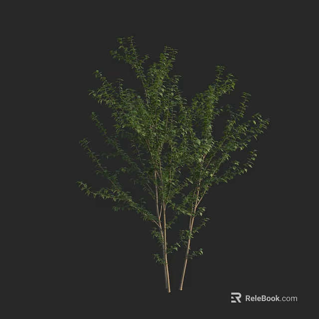 Arbor With Lush Green Leaves And Slender Trunk For Outdoor Landscaping 3d model 