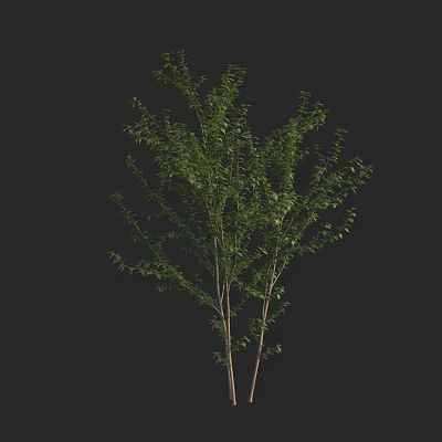 Arbor With Lush Green Leaves And Slender Trunk For Outdoor Landscaping 3d model