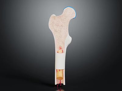 Human Bone Organ Structure Displaying Diaphysis Epiphysis And Marrow Cavity Details 3d model