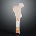 Human Bone Organ Structure Displaying Diaphysis Epiphysis And Marrow Cavity Details