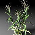 Healthy Corn Plants With Green Leaves And Tall Stems In Growth Stage