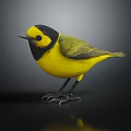 Vibrant Yellow Black Headed Bird Standing on Black Background with Clear Reflection 3d model