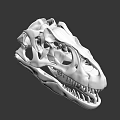 White Skull Model With Detailed Structure And Sharp Teeth Decorative Art Piece