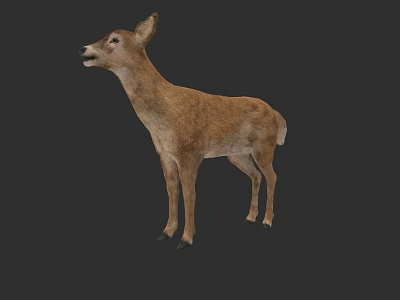 Standing Brown Deer With Natural Fur And Lifelike Wildlife Features 3d model