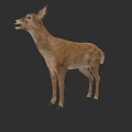 Standing Brown Deer With Natural Fur And Lifelike Wildlife Features