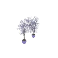Elegant Indoor Olive Tree Potted Plants In White Ceramic Pots With Green Leaves