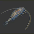 Detailed Isopod Creature With Segmented Body Long Antennae And Tail Appendages