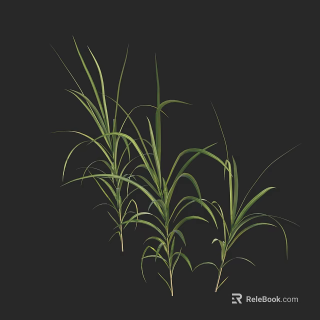 Green Grass With Slender Leaves And Multiple Stems On Dark Background 3d model